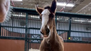 Meet the newest member of the Budweiser Clydesdales family [upl. by Alledi]