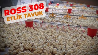 68000 Ross 308 Etlik Tavuk Çiftliğe Geldi  Çiftlik Verimi ve kg Ortalamaları [upl. by Esirtal]