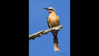 White fronted Bee eater call [upl. by Cariotta]