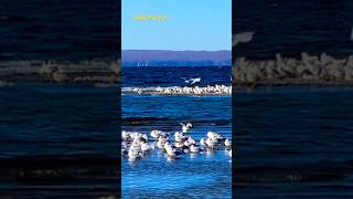 Gathering of the gulls on the lakeshore birdbehavior cayuga seagulls gathering party cool [upl. by Tamah]