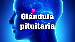 Glándula pituitaria [upl. by Seibold]