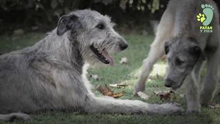 El Irish Wolfhond o Perro Lobero Irlandés un gigante de tamaño y corazón [upl. by Hubey]