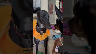 This greyhound just got the WORST service ever recorded in the restaurant world [upl. by Wylma]