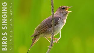 Birds Chirping  24 Hour Bird Sounds Relaxation Soothing Nature Sounds Birds Chirping [upl. by Tarr]