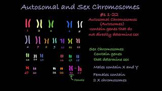 Reading Karyotypes [upl. by Nitnert]