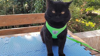 Testing The Harness On Our 4 Black Cats [upl. by Gnuj]