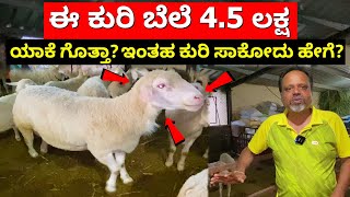 ಈ ಕುರಿ ಬೆಲೆ 45 ಲಕ್ಷ ಯಾಕೆ ಗೊತ್ತಾ Sheep farming in Karnataka Yalaga Kenguri Dorper Kuri farm Kannada [upl. by Lowe]