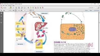 Ch 8 Lec6 Phylum Apicomplexa [upl. by Wilinski826]