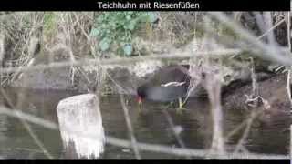 Teichhuhn mit Riesenfüßen  Common moorhen  Gallinula chloropus 1080p HD [upl. by Hbaruas8]