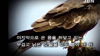 JBN기획영상 솔개의 결단 [upl. by Song]