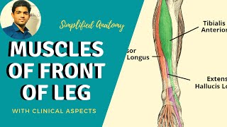 MUSCLES OF FRONT OF LEG  SIMPLIFIED  Anterior Compartment Clinical Anatomy [upl. by Diamante]