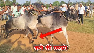 liyakat bhai Lohara sarre wala true 💓bull Best Video Bullock Jodi Race Pat Starting Video 💓😎 [upl. by Waers]