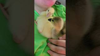 The Danger of Gosling Snuggles short funnyanimals [upl. by Farrand]