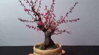 Plum Bonsai show in Japan  Blossom UME BON TEN 梅盆展2017 final [upl. by Domeniga]