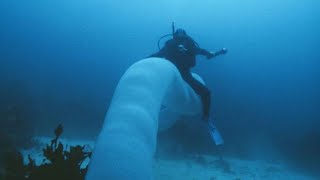 Pyrosome  unusual and glowing colonies in the ocean [upl. by Attolrahc]