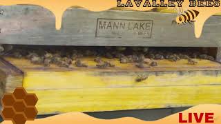 LaValleys Bee Stream Live Stream 8242024 [upl. by Tawnya]