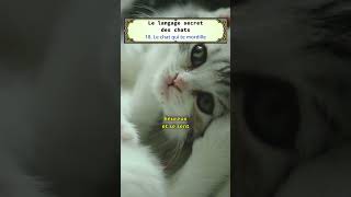 18  le chat qui te mordille [upl. by Meelas]