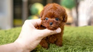 10 Dog Breeds That Have The Cutest Puppies [upl. by Olivann]