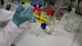 How to do a proper cell culture quick check [upl. by Myrta617]