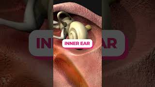 Middle and Inner Ear ear biology medical anatomy [upl. by Stanford]