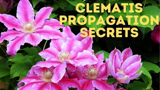 The Secrets to Clematis cuttings  The REAL WAY [upl. by Neils]