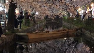 20240406京都 夜桜 開花状況 木屋町通三条〜四条エリア編 昼間には見せない夜桜の妖艶な雰囲気が行き交う人の足を止めてしまいます！ [upl. by Jeraldine]