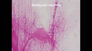 Multipolar neurons under light microscope [upl. by Foley631]