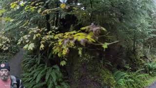 241013 HOH Forest Spruce River Trail Insta 360 8k [upl. by Neumann414]