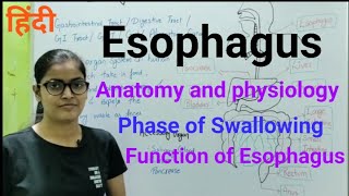 Esophagus Anatomy and Physiology phase of Swallowing Function of Esophagus [upl. by Naimaj882]