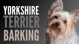 Yorkshire Terrier Barking Sounds To Make Your Dog REACT [upl. by Sigismond]