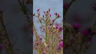 European goldfinch call sound eats thistle seeds Stillits Stieglitz Gesang p1000 shorts birds [upl. by Ilke274]