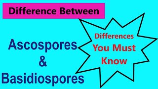 difference between ascospores and basidiospores  class 11 biology  ridhiz daily info [upl. by Roee454]