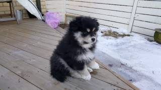 Hupsu the Finnish Lapphund [upl. by Dijam212]