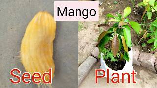 How To Grow A Mango Seed In Water Growing Mango From Seed  Germinate To Week 4 [upl. by Tnias]