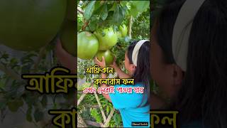 আফ্রিকান কালাবাস ফল এখন দেশেই পাওয়া যায়। kalabash fruit 🍐 fruitvideos african ফল [upl. by Aiceila593]