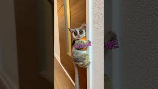 Baby Bush Baby JUMPS at Camera [upl. by Euv]