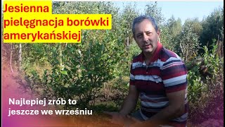 Borówka amerykańska  ważne zabiegi jesienne pomnożą plony w sezonie Zrób to a borówka ci odpłaci [upl. by Annayat]