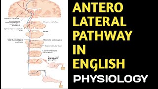 Anterolateral Pathway in English anterolateralpathway spinothalamictractscns DoctorsCorner [upl. by Silvan635]