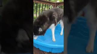 Splishy Splashy Husky cute husky dog dogmom doglover doglife siberianhusky huskydog [upl. by Anaik7]