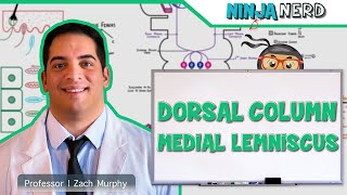 Ascending Tracts  Dorsal Column Medial Lemniscus Pathway [upl. by Rehpitsirhc]