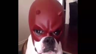 dog with daredevil mask meme v2 no watermark for tiktok [upl. by Oniuqa865]