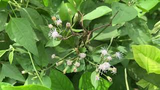 Chromolaena odorata Plant Video Siam weed Plant Video [upl. by Cicily]