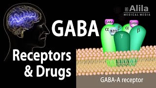 Neuroscience Basics GABA Receptors and GABA Drugs Animation [upl. by Laiceps260]