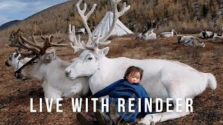 Tsaatan The Last Nomadic Tribe Living With Reindeer [upl. by Kcirrek431]