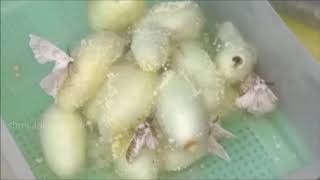 Silk Yarn process Sericulture ರೇಷ್ಮೆ ತಯಾರಿಸುವ ವಿಧಾನ How to yarn Silk thread complete mechanism [upl. by Rhianon328]