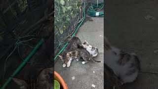 Billi cat billikabachchha meow meow funny comedy shorts viralvideo [upl. by Assiruam]