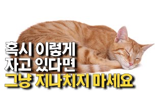 고양이 수면 자세 10가지와 꼭 알아야 할 각각의 의미와 상황 우리 고양이는 왜 이렇게 잘까 [upl. by Eicaj]