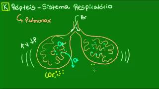 Sistema respiratório dos Répteis  Vertebrados  Biologia [upl. by Perrine]