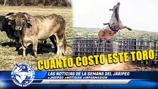 CUÁNTO COSTÓ ESTE TORO 🐂 💰 [upl. by Meeki]