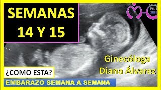 EMBARAZO SEMANA 14 Y 15 POR GINECOLOGA DIANA ALVAREZ [upl. by Attirehs69]